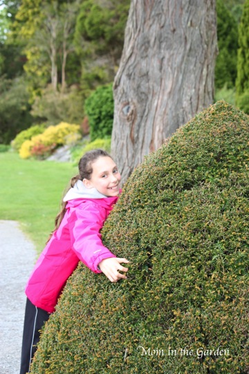 she liked this shrub as it reminded her of a Hershey's Kiss candy!