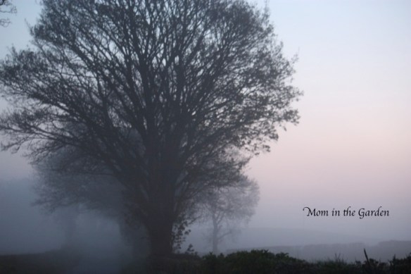 misty morning (up too early to drive my daughter swimming before school...)