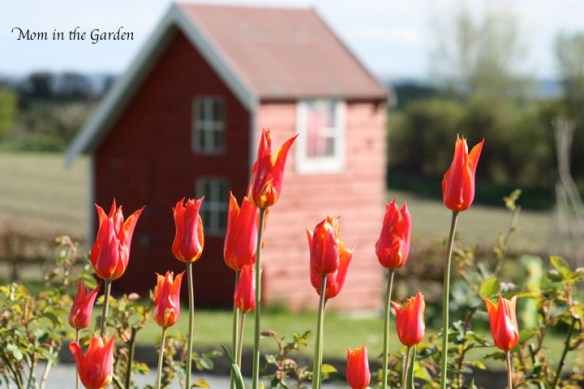 Ballerina tulips with our playhouse as a backdrop