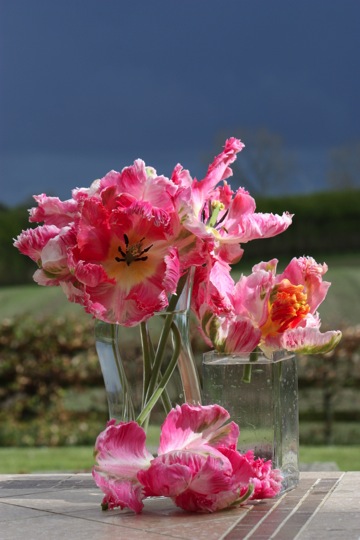 Parrot tulips