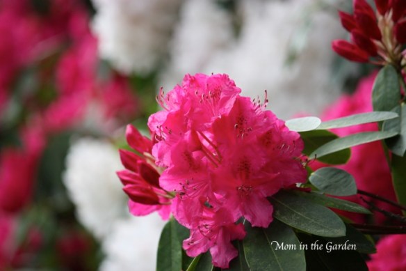 so delighted she enjoyed going to the gardens with me!