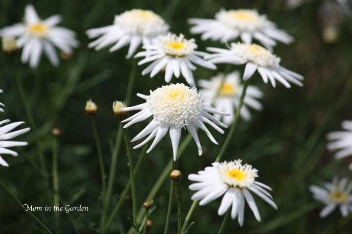 unusual daisy-looking flower