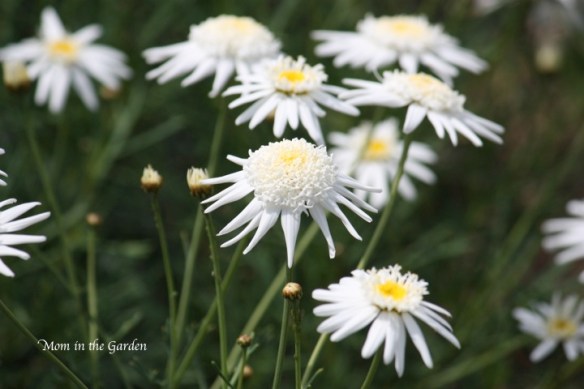 unusual daisy-looking flower