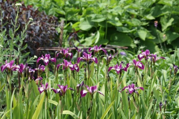 These remind me of pretty birds flying together...