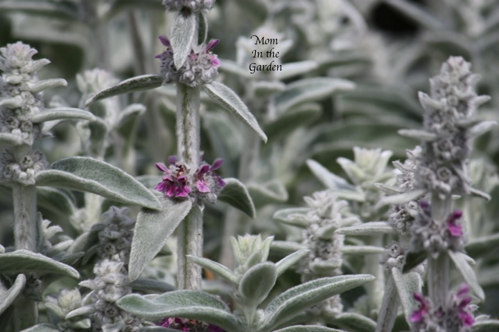 Lamb's ear: these colours remind me of winter.