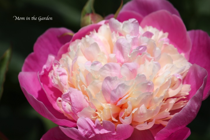 one of my favourite flowers... peony