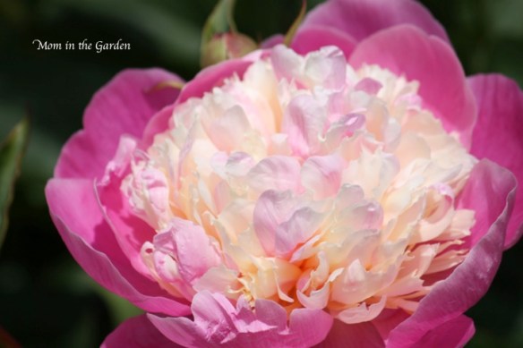 one of my favourite flowers... peony
