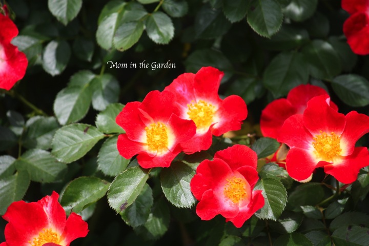 from the rose garden