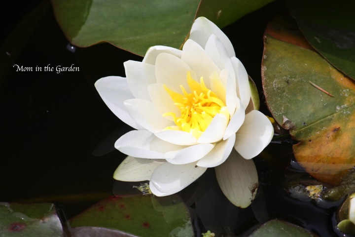 water lily