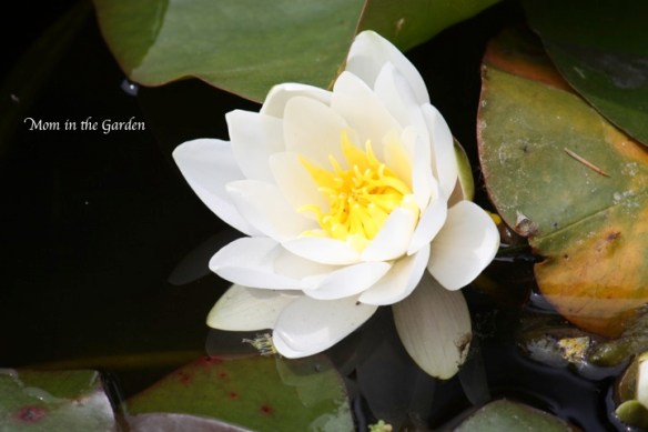 water lily