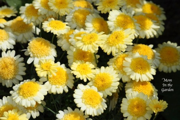 National Botanic Gardens