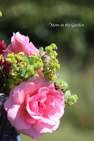 Roses & Lady's mantle (Alchemilla)