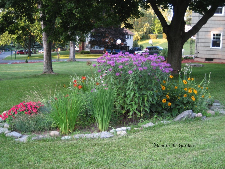 My first garden later in the summer