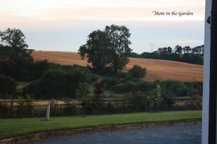 This is our side garden in 2010 right after we planted our two apple trees. 