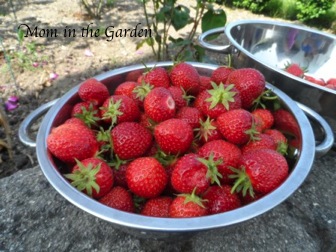 lots and lots of strawberries