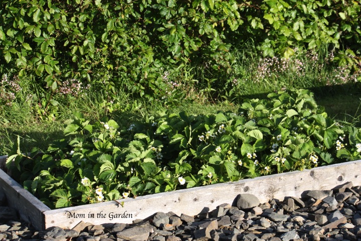 our newly added, this year, third strawberry bed