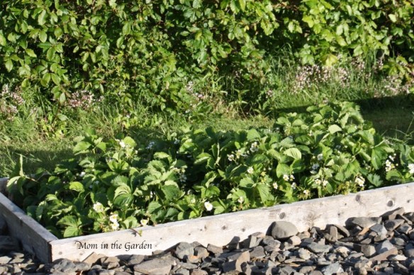 our newly added, this year, third strawberry bed