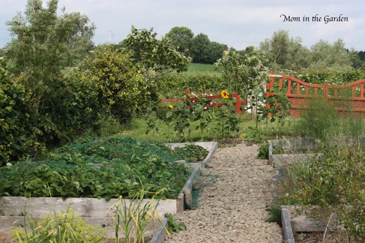 This picture was taken this morning. I see a little more yellow coming from the sunflower plants!