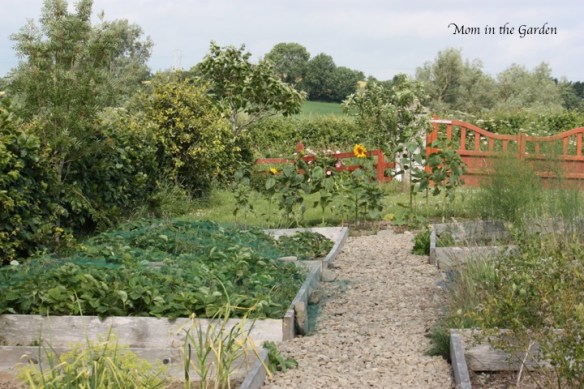 This picture was taken this morning. I see a little more yellow coming from the sunflower plants!
