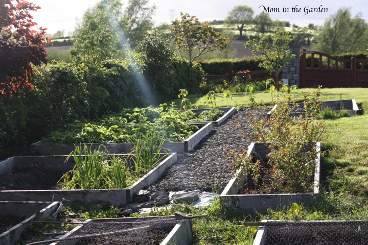 A look down the garden in June