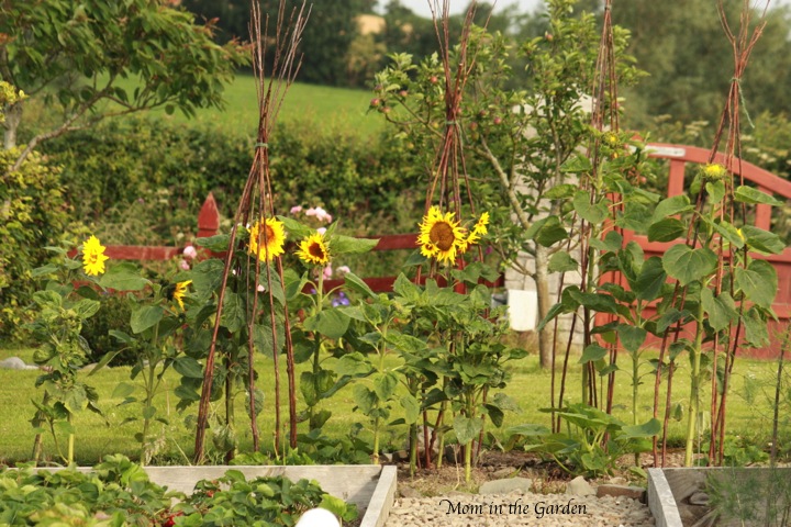 Sunflowers with a full apple tree behind them