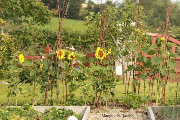 Sunflowers with a full apple tree behind them