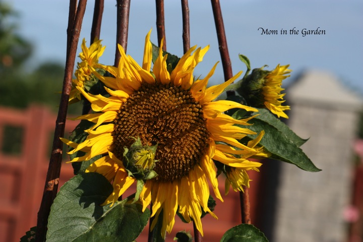 Some of the flowers have multiple blooms
