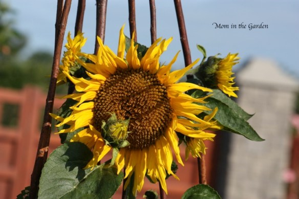 Some of the flowers have multiple blooms