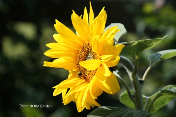 the bees are also enjoying the sun flowers