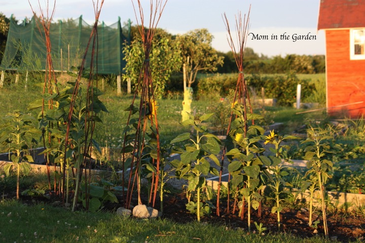 Sunflower view in the evening