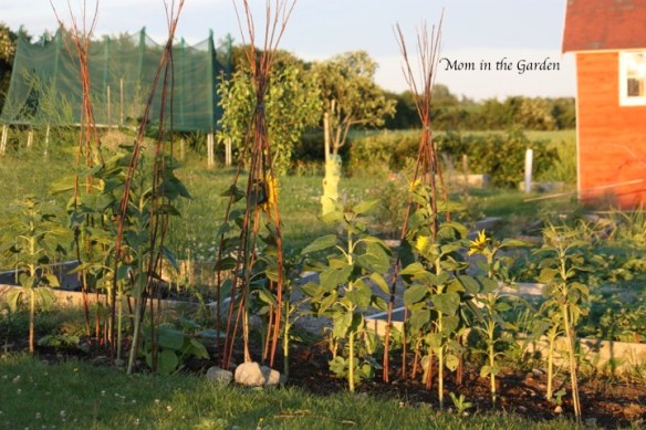 Sunflower view in the evening