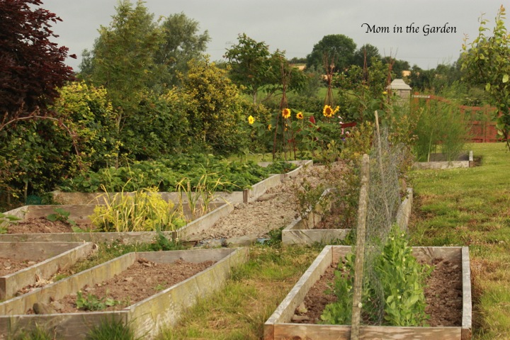 A look at the garden now