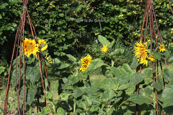 The group of them together  makes me think of a group of gals hanging together and chatting! ;-)