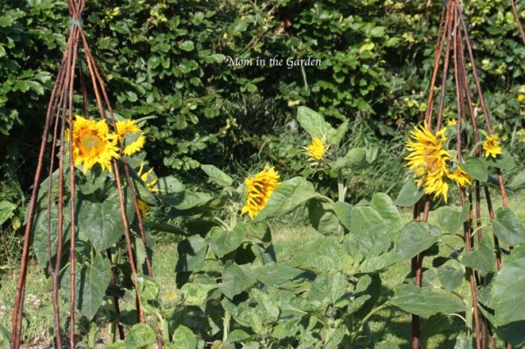 The group of them together makes me think of a group of gals hanging together and chatting! ;-)