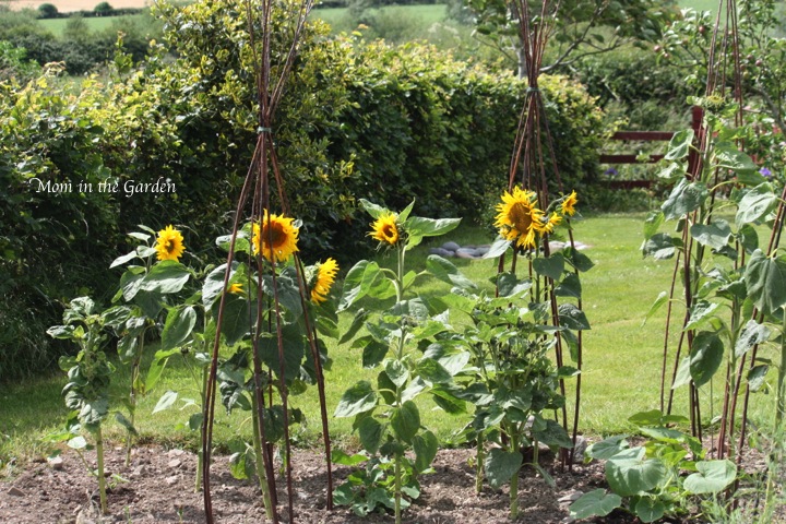 Sunflowers later in July
