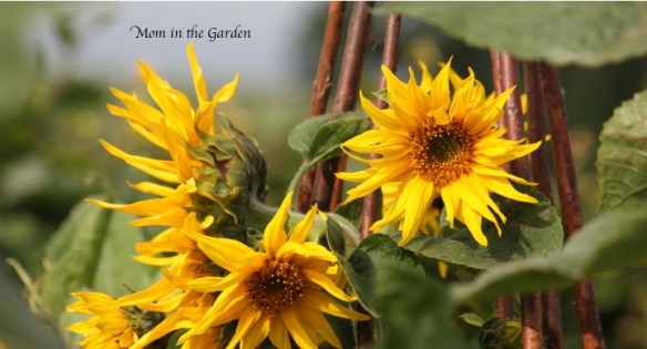 more and more blooms