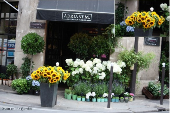 Flowers in Paris