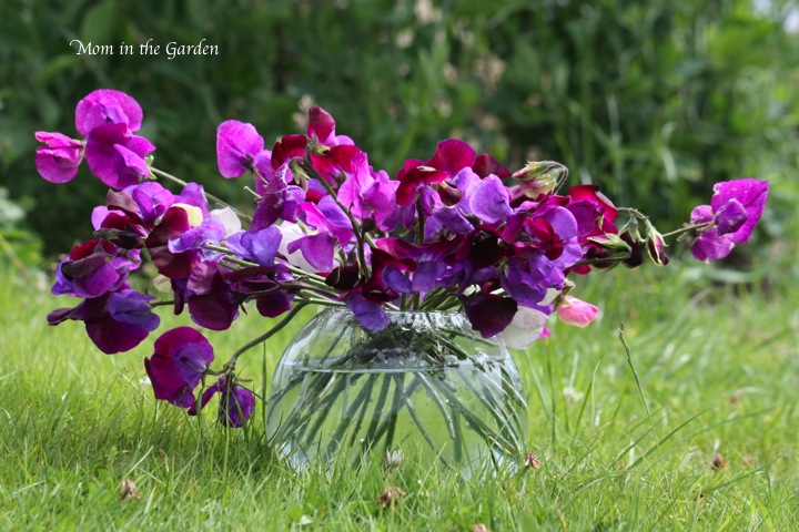 Sweet Peas in front of the sweet peas