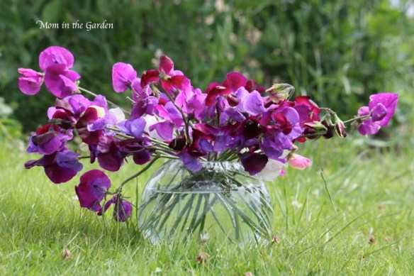 Sweet Peas in front of the sweet peas