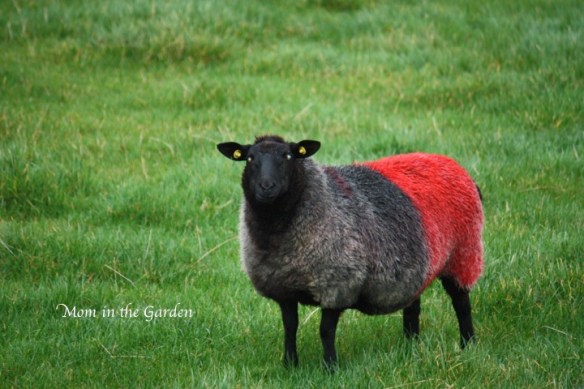 Black and Red: the colors of Killaney, County Monaghan
