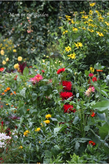 so I captured groupings of flowers and colors ... or so that was my intention!