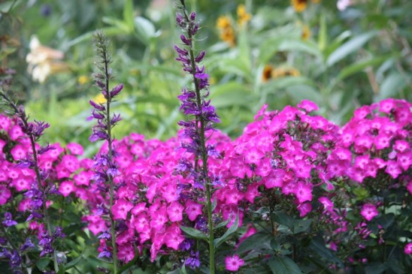 gorgeous colors all around the garden