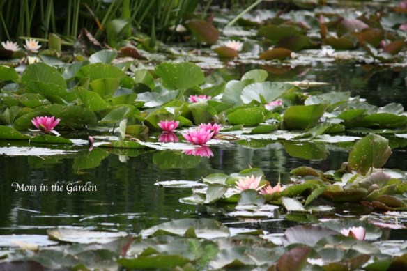 water lilies