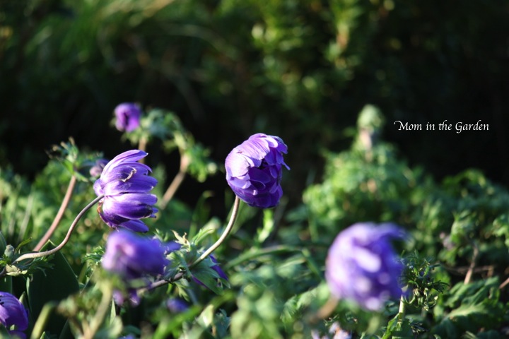 Favorite Winter Flower - Anemone