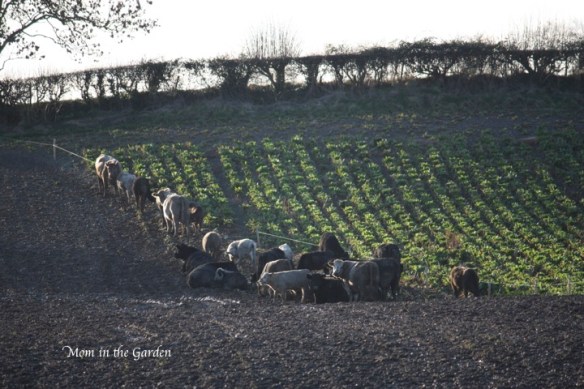 the next section of the field to eat...