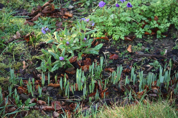 Daffodil bulbs - more signs of spring