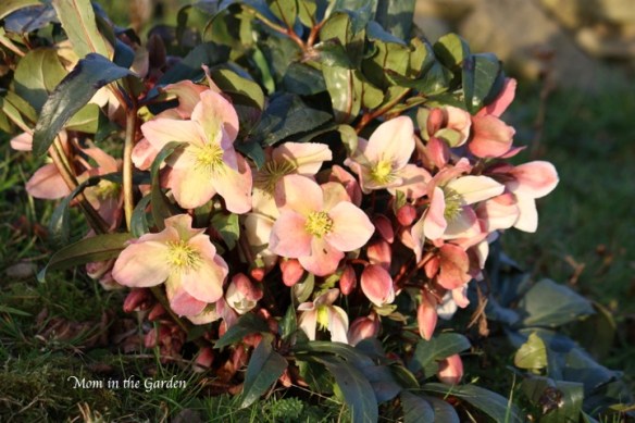 Helleborus Winter Sunshine