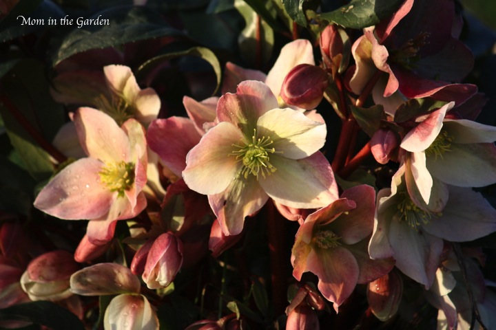 Helleborus Winter Sunshine