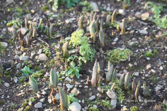 Tulips pushing through