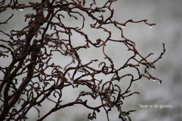 Corkscrew Hazel tree